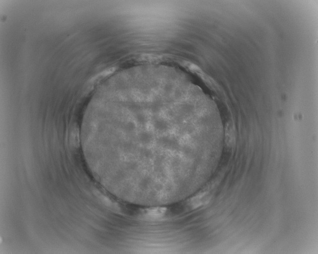 X0000070420474200606302106