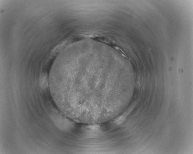 X0000070420478200606302106