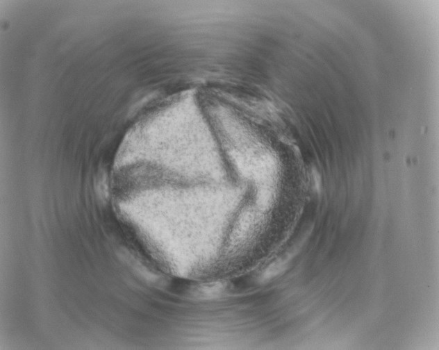 X0000070420479200606302106