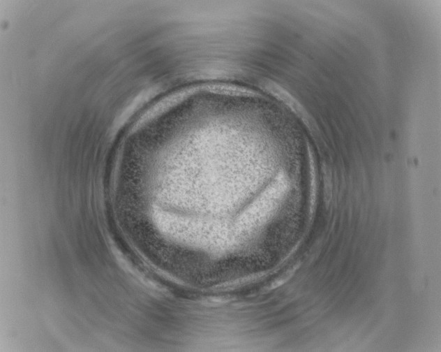 X0000070420482200606302105