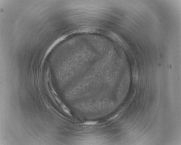 X0000070420484200606302105