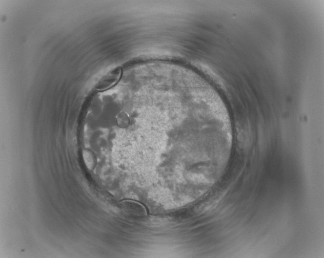 X0000070420487200606302105