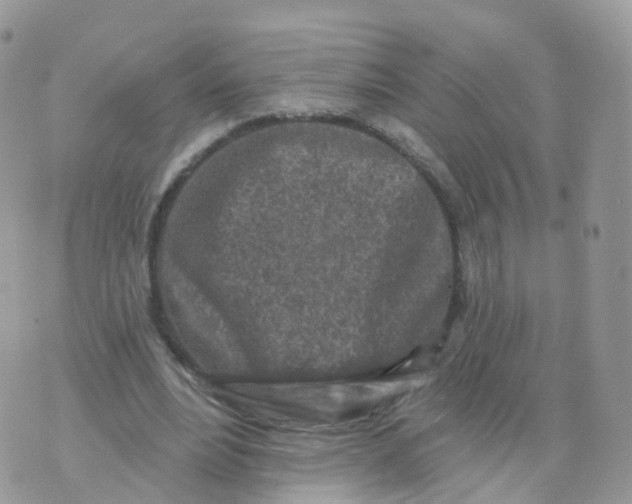 X0000070420488200606302105