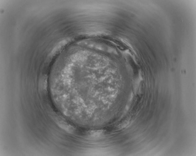 X0000070420495200606302105