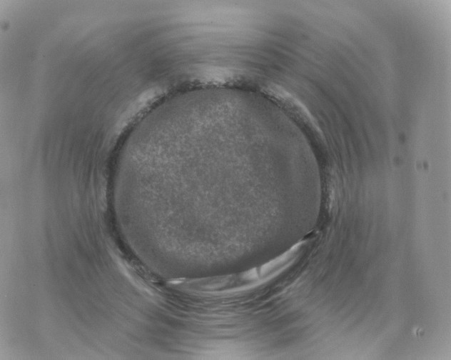 X0000070420496200606302105