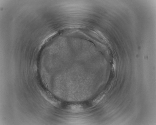 X0000070420500200606302105