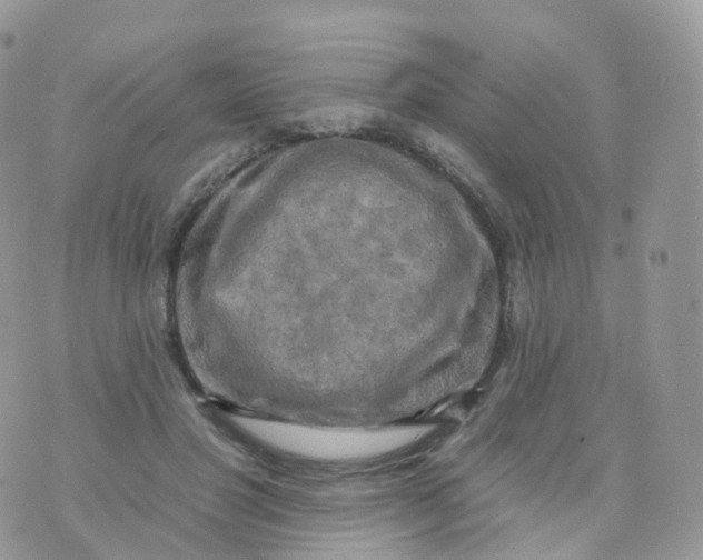 X0000070420501200606302105