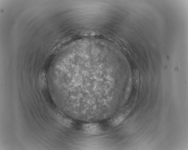 X0000070420511200606302104