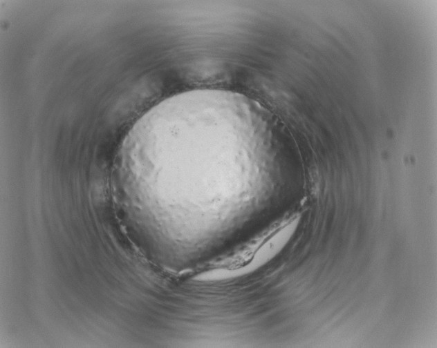 X0000070420515200606302104