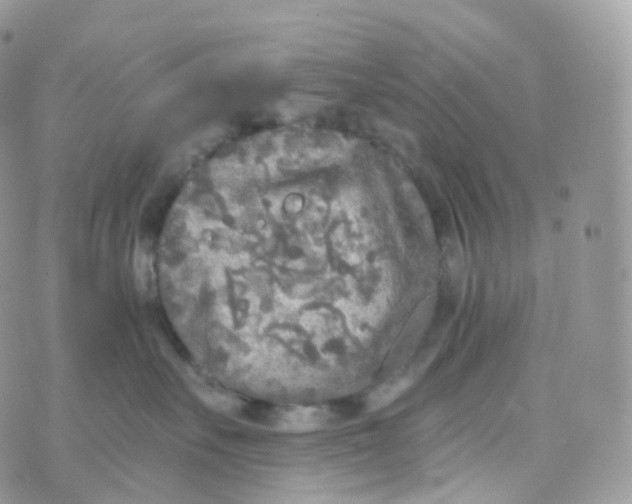 X0000070420527200606302104