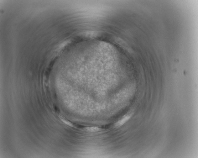 X0000070420528200606302104