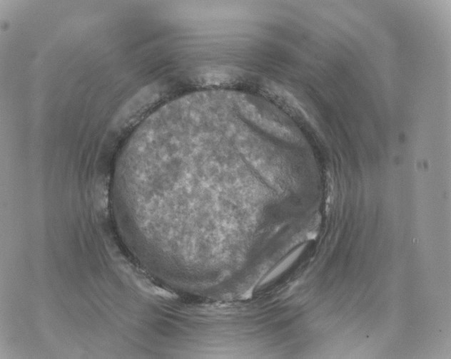 X0000070420545200606302104