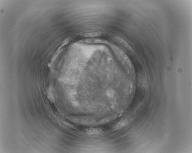 X0000070420549200606302104