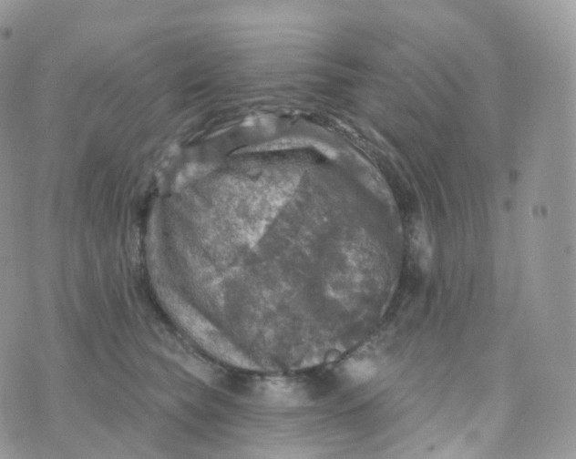 X0000070420565200606302104