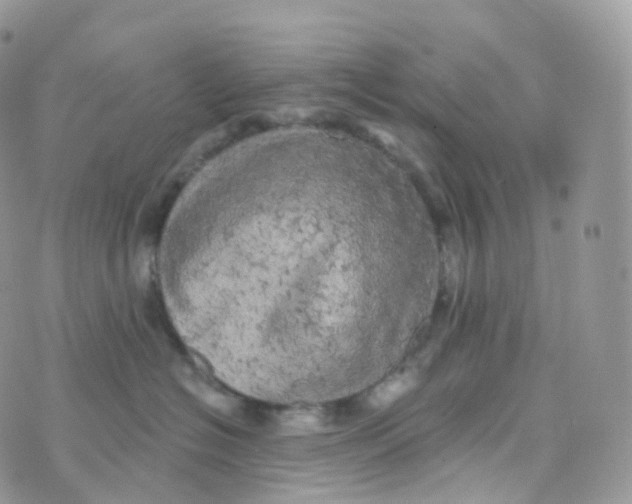 X0000070420574200606302104