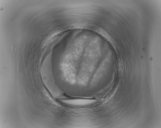 X0000070420577200606302103