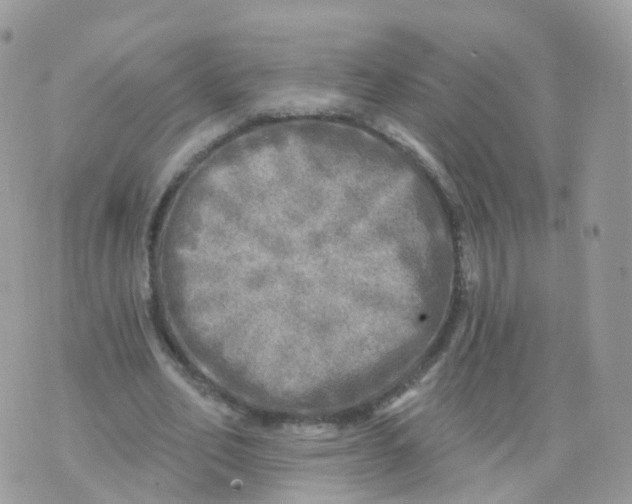 X0000070420582200606302103