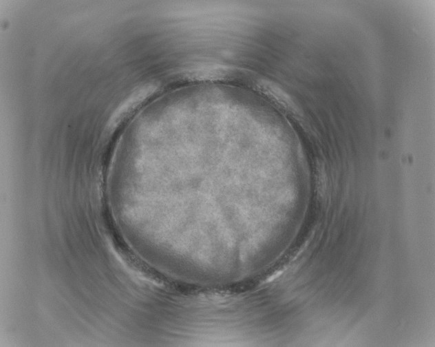 X0000070420586200606302103