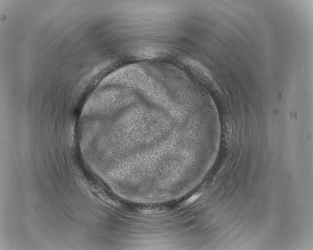 X0000070420596200606302103