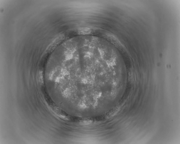 X0000070420598200606302103