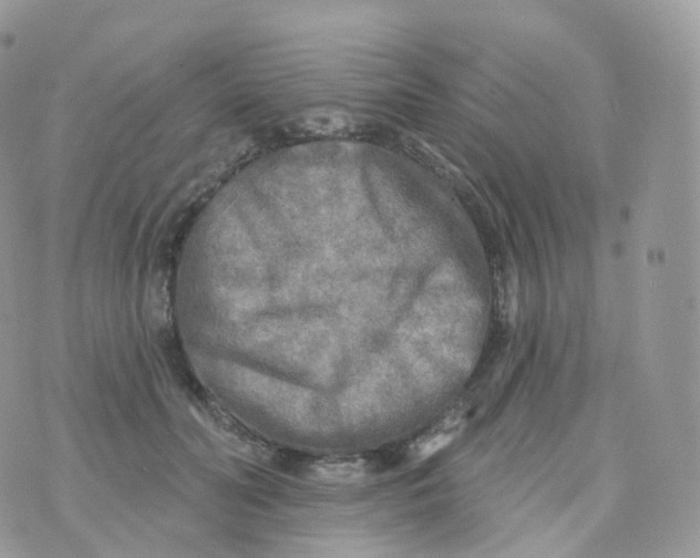 X0000070420606200606302103