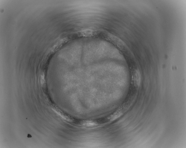 X0000070420610200606302103