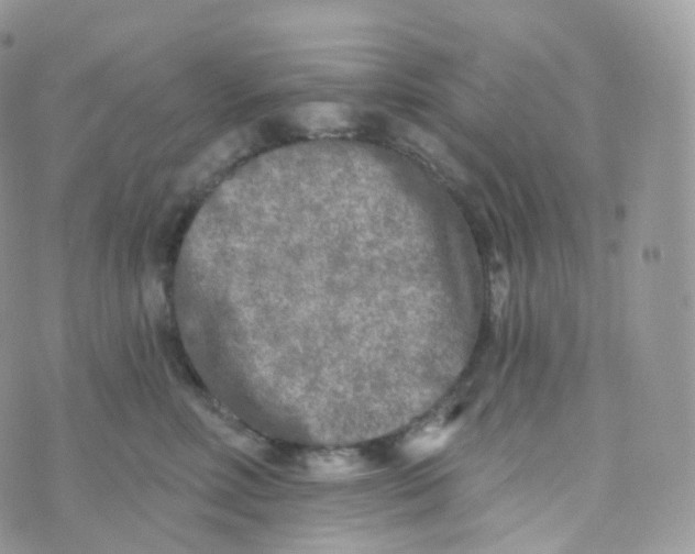 X0000070420618200606302103