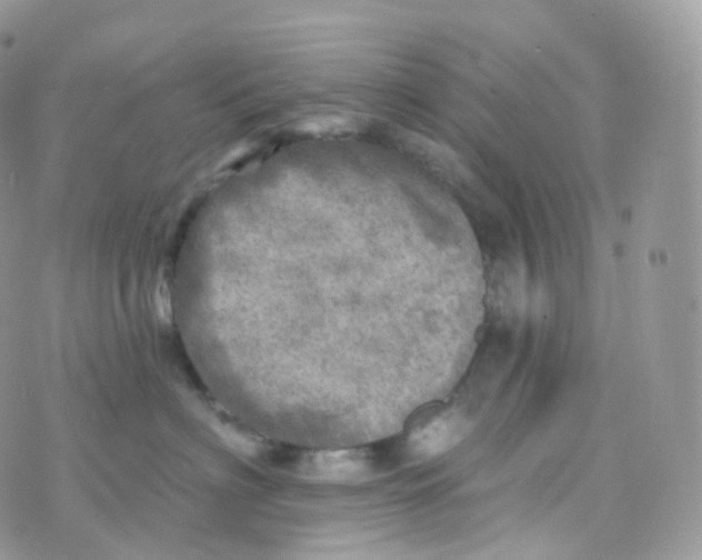 X0000070420622200606302103