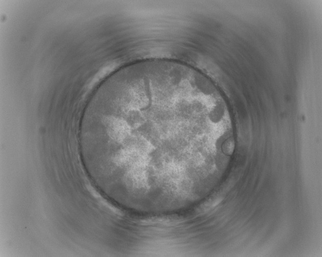 X0000070420625200606302102