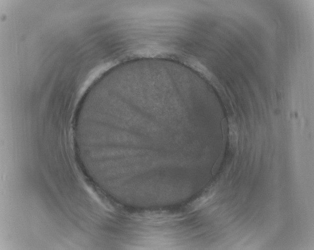 X0000070420626200606302102