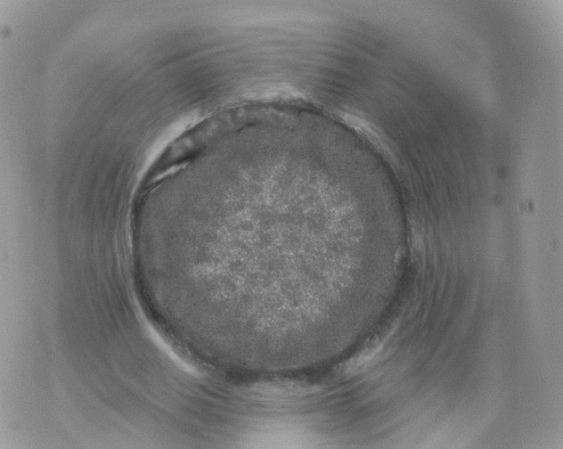 X0000070420630200606302102