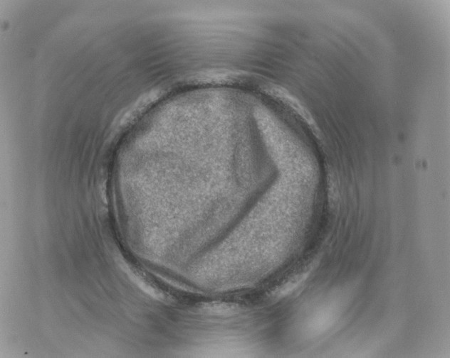 X0000070420633200606302102