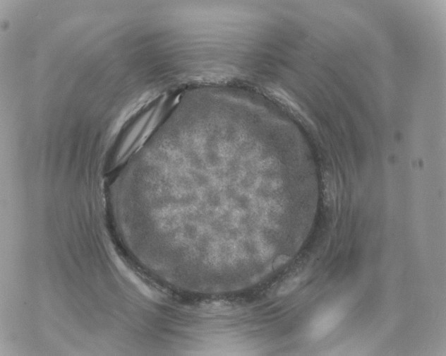 X0000070420634200606302102