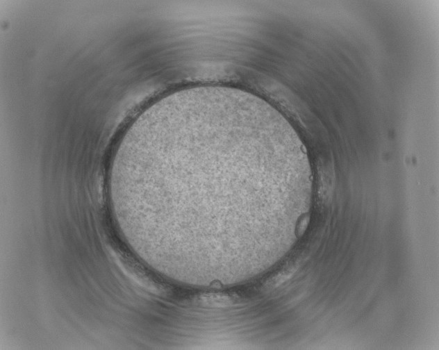 X0000070420636200606302102