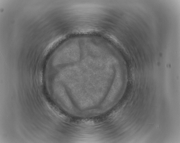 X0000070420640200606302102