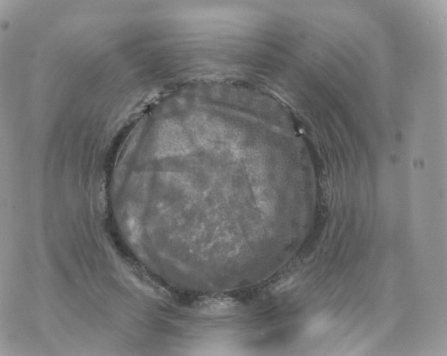 X0000070420642200606302102