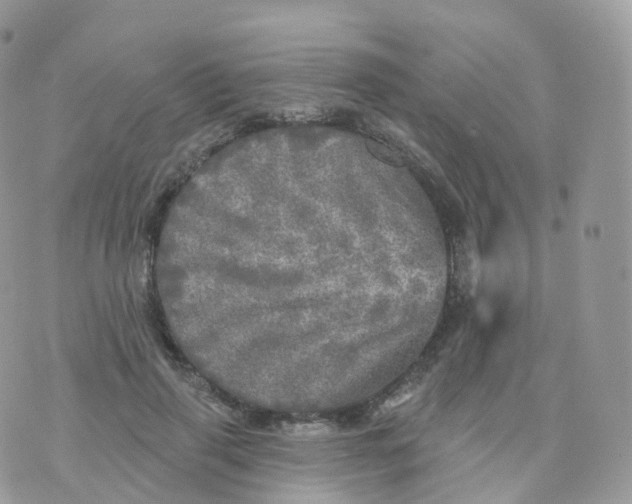 X0000070420645200606302102