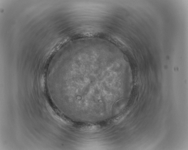 X0000070420646200606302102