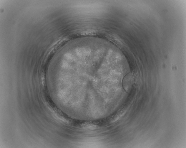 X0000070420648200606302102