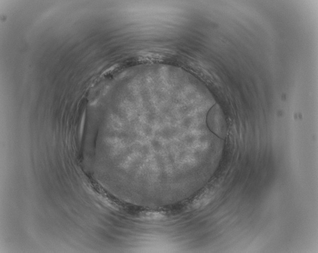 X0000070420649200606302102