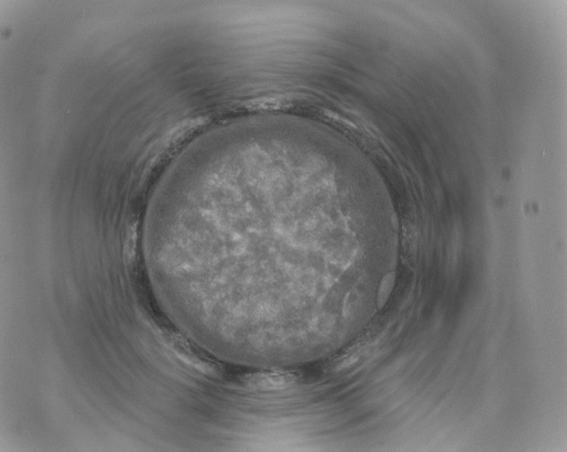 X0000070420652200606302102