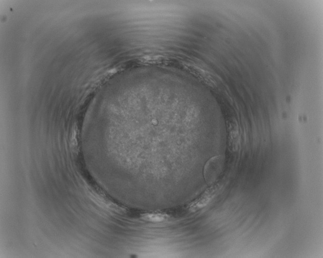 X0000070420654200606302102