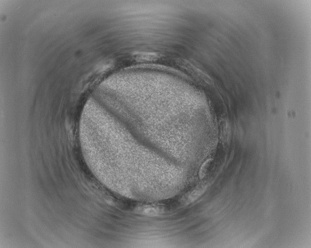 X0000070420655200606302102