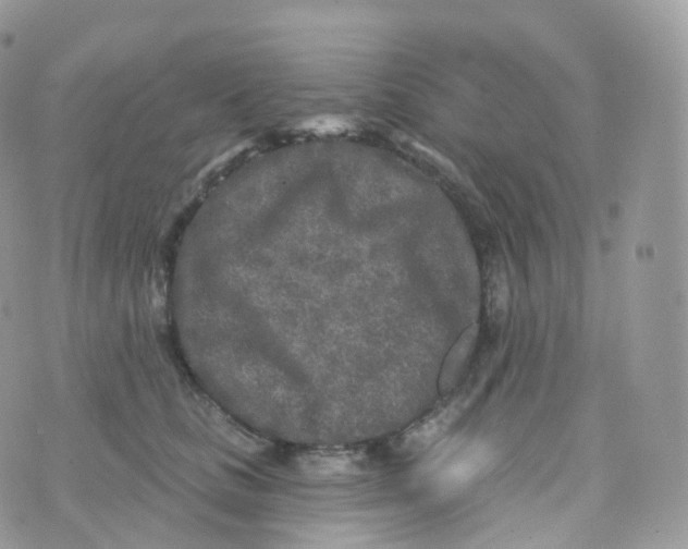 X0000070420661200606302102