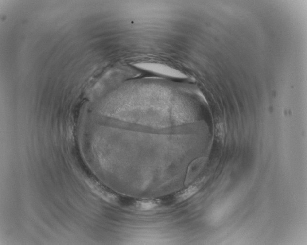 X0000070420662200606302102