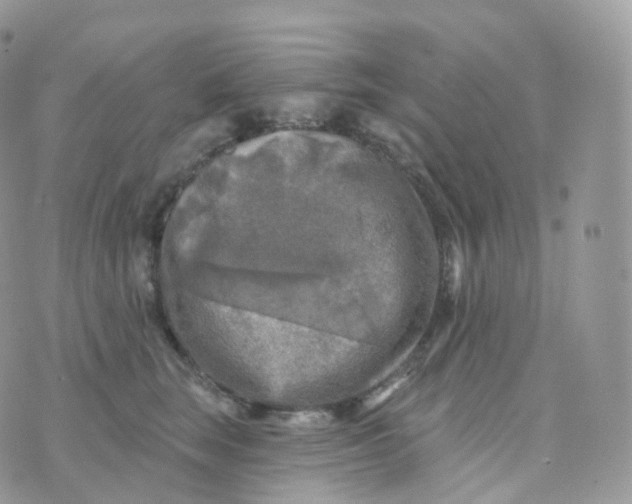 X0000070420663200606302102