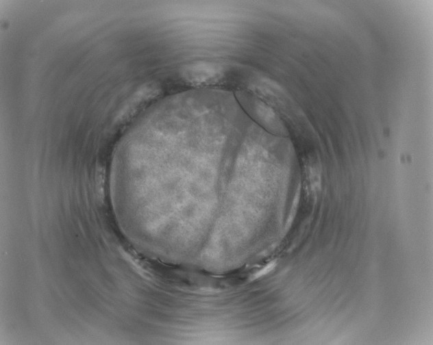 X0000070420664200606302102