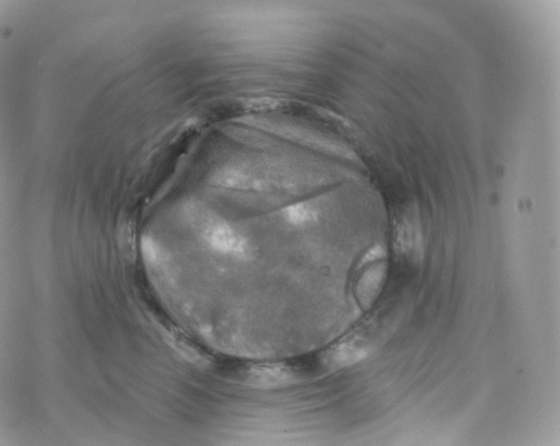 X0000070420666200606302102