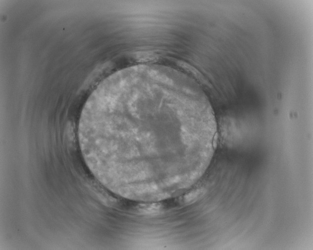 X0000070420667200606302102