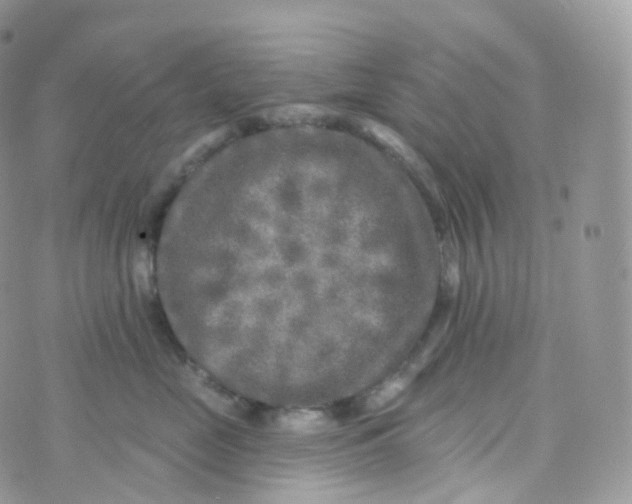 X0000070420669200606302102